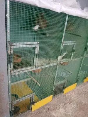 Bird Cage with Birds