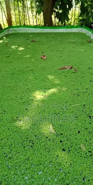 அசோலா