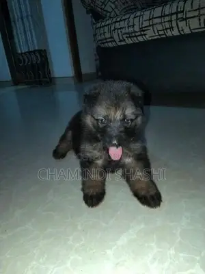 German Shepherd Female