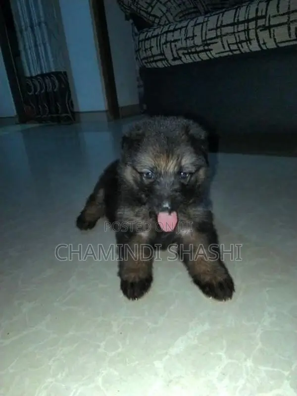German Shepherd Female