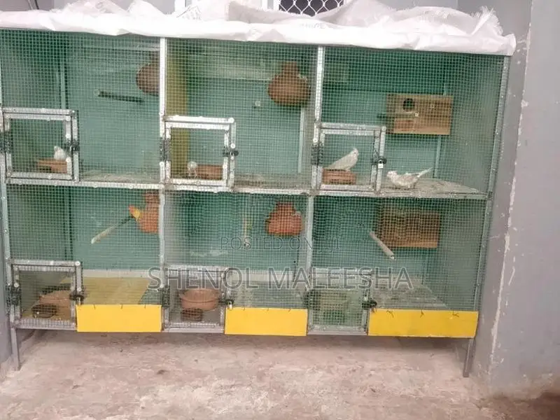 Bird Cage with Birds