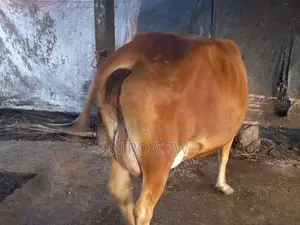 Farm Cow
