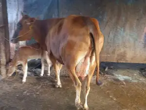 Farm Cow