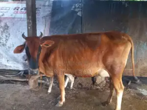 Farm Cow