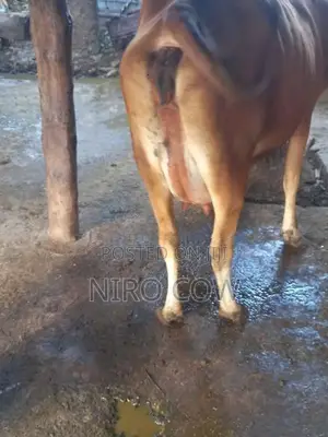 Farm Cow