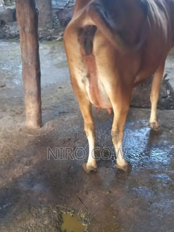 Farm Cow