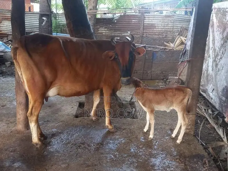 Farm Cow