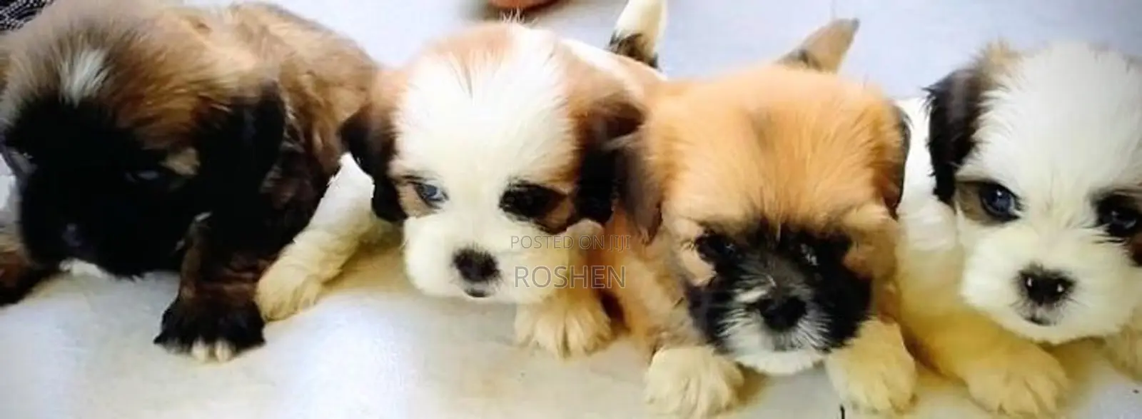 Shih Tzu Puppy