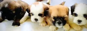Shih Tzu Puppy