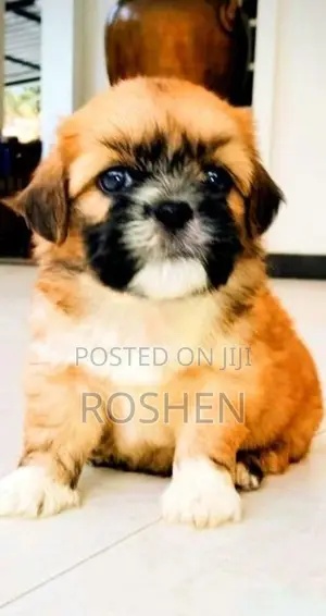 Shih Tzu Puppy