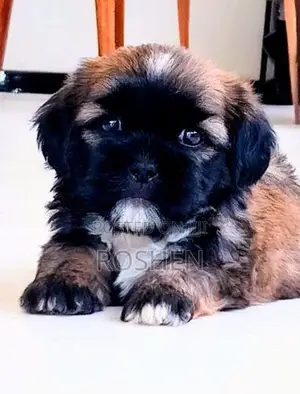 Shih Tzu Puppy