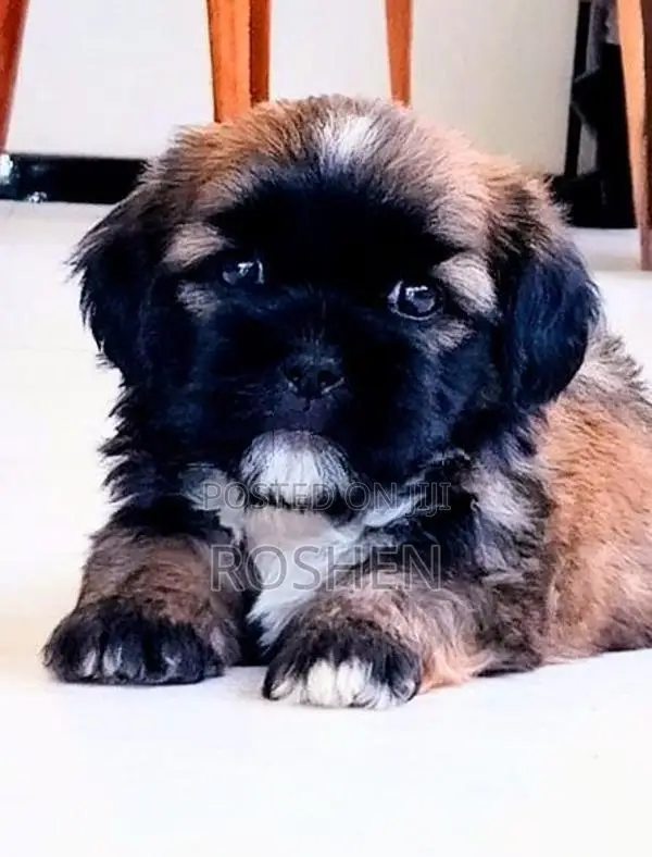 Shih Tzu Puppy