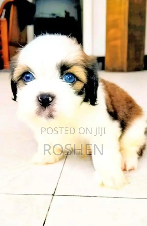Shih Tzu Puppy