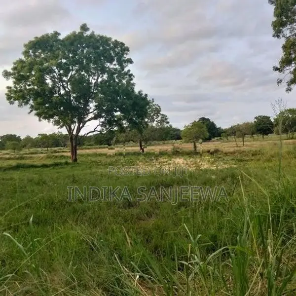 Land for Sale in Medawachchiya