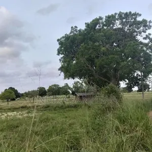 Land for Sale in Medawachchiya