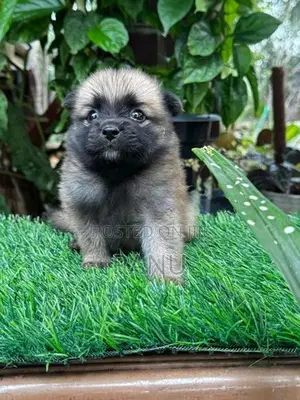 Lion Pomeranian Puppies