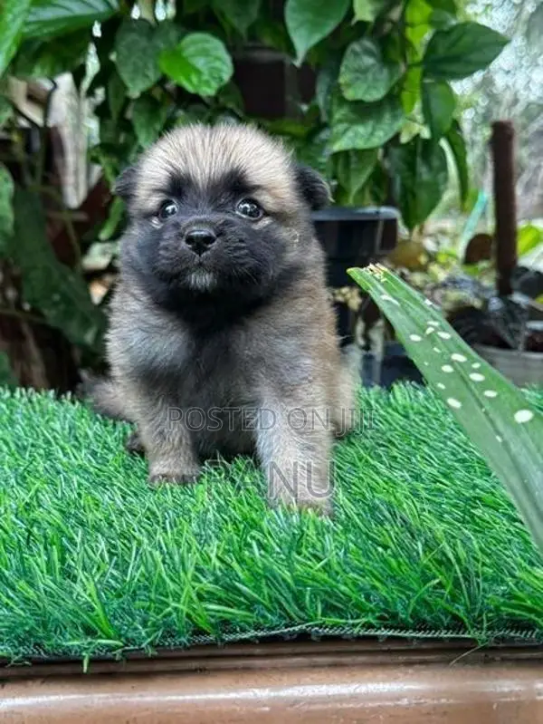 Lion Pomeranian Puppies