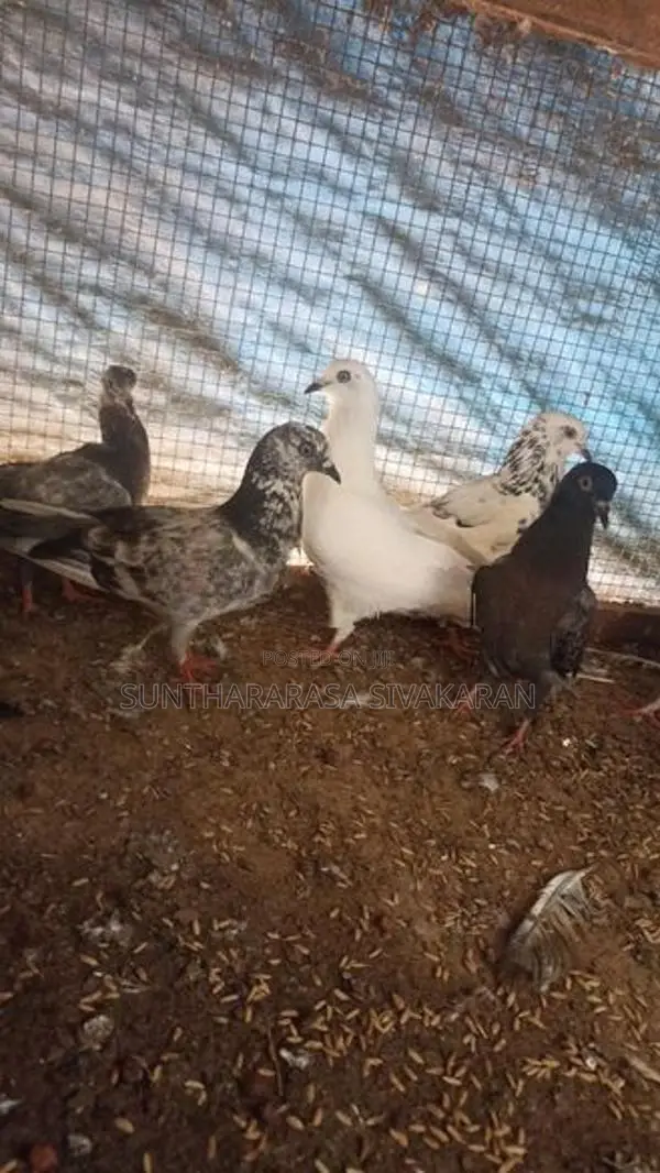 Taming Pigeon