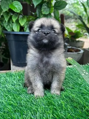 Lion Pomeranian Puppies