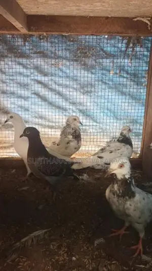 Taming Pigeon