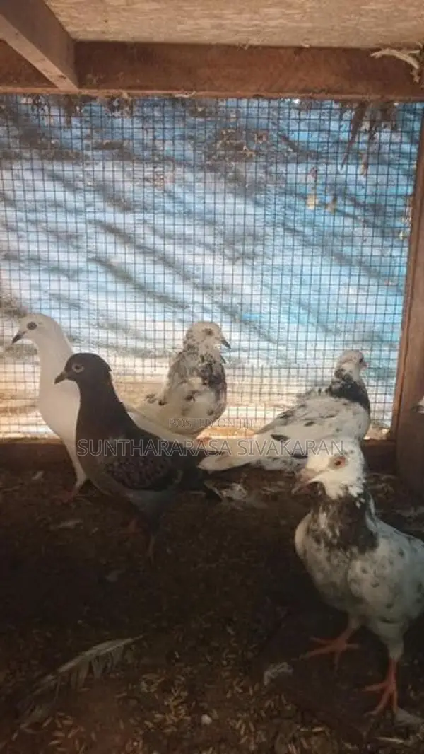 Taming Pigeon