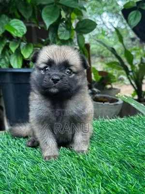 Lion Pomeranian Puppies