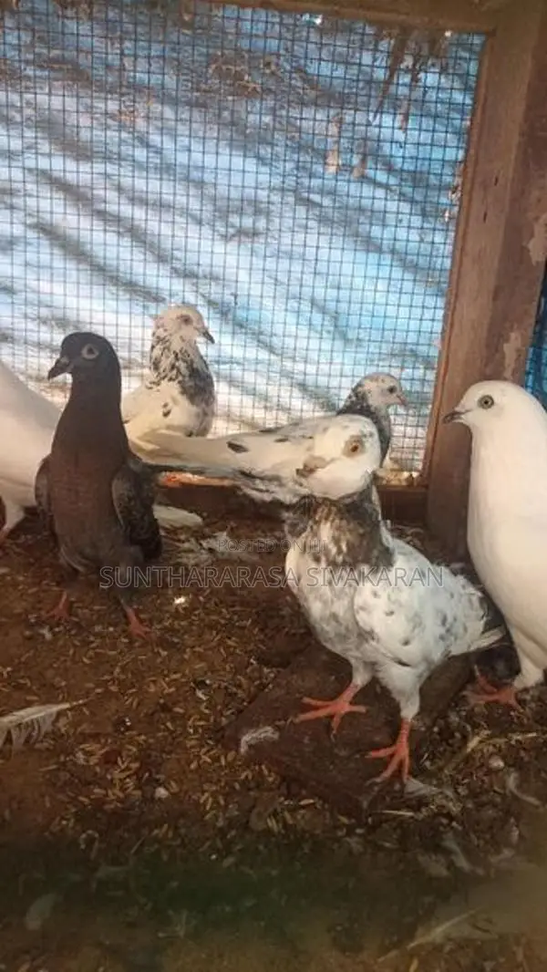 Taming Pigeon