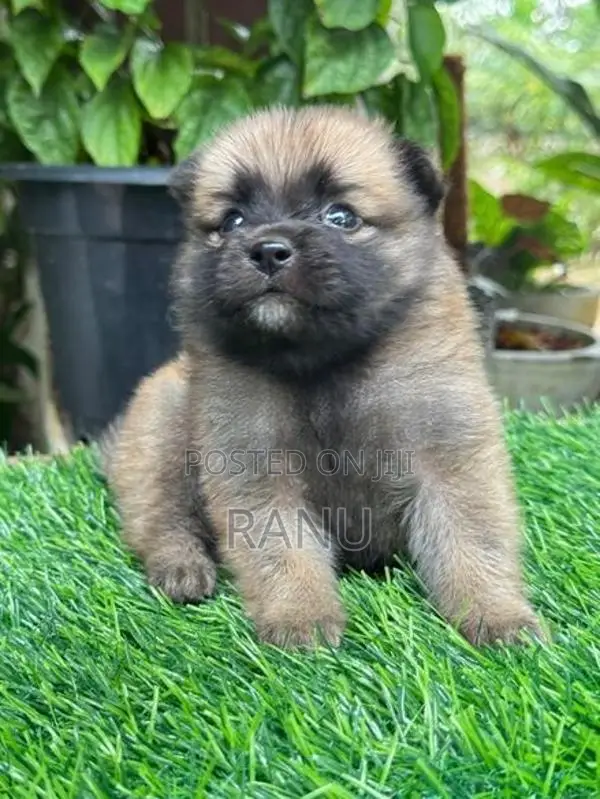 Lion Pomeranian Puppies