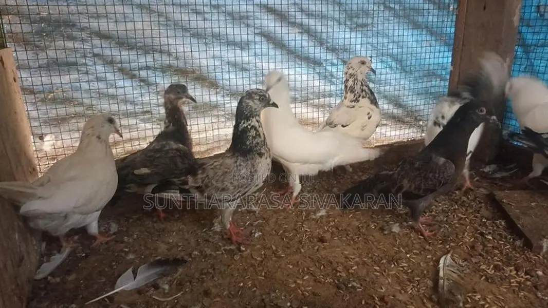 Taming Pigeon