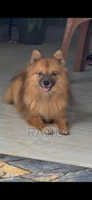 Lion Pomeranian Puppies