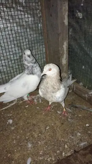 Taming Pigeon