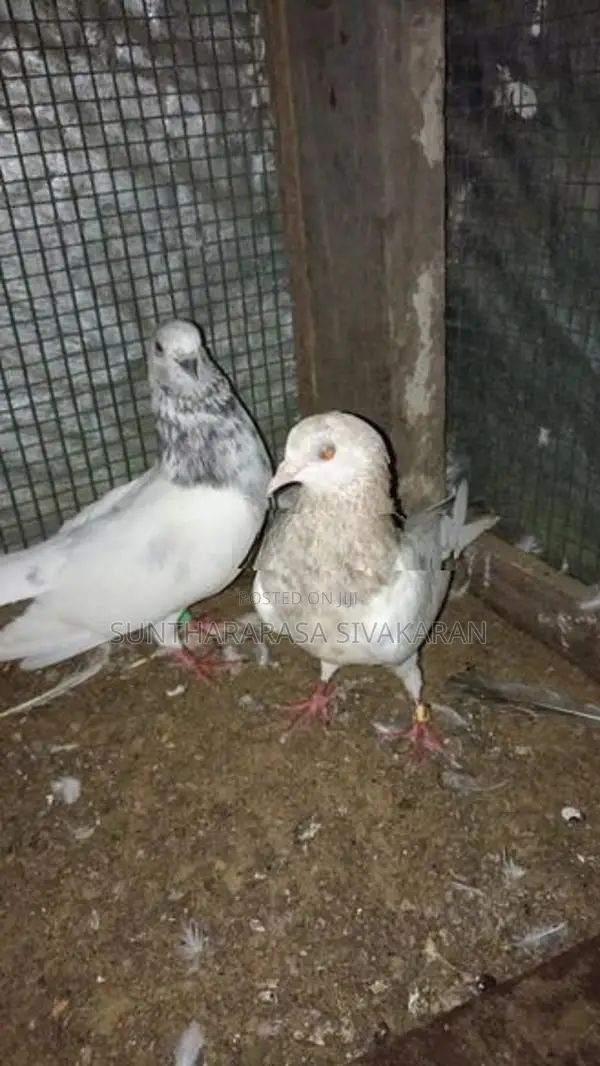 Taming Pigeon
