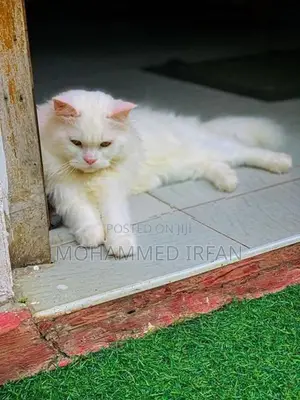 Persain Cat