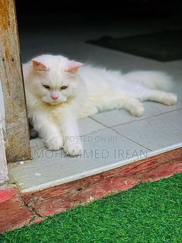 Persain Cat