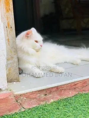 Persain Cat