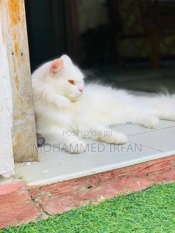 Persain Cat