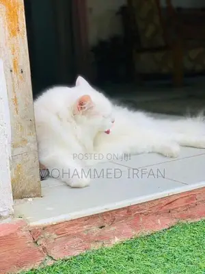 Persain Cat