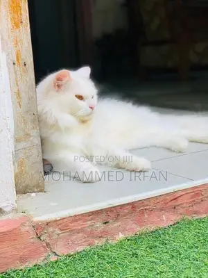 Persain Cat
