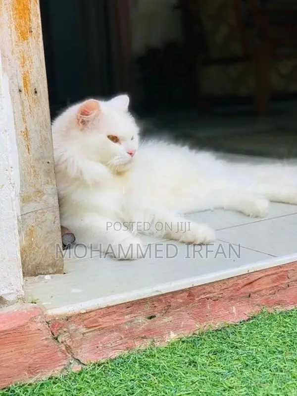 Persain Cat