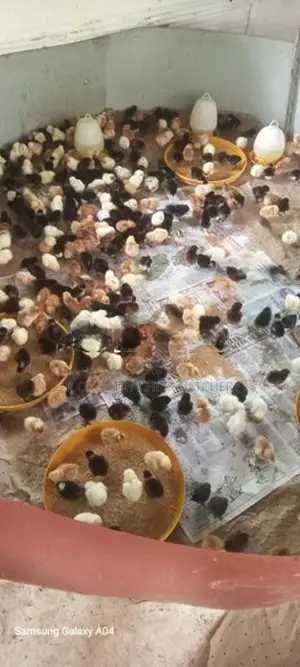 Hybrid Country Chick
