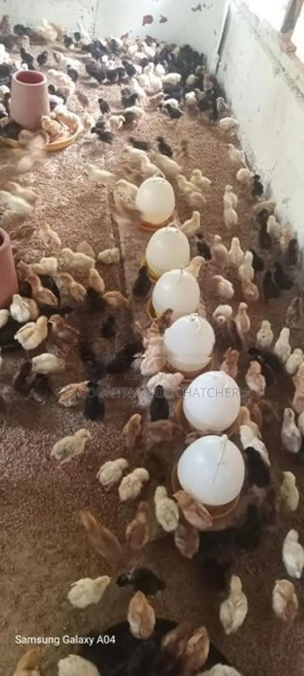 Hybrid Country Chick