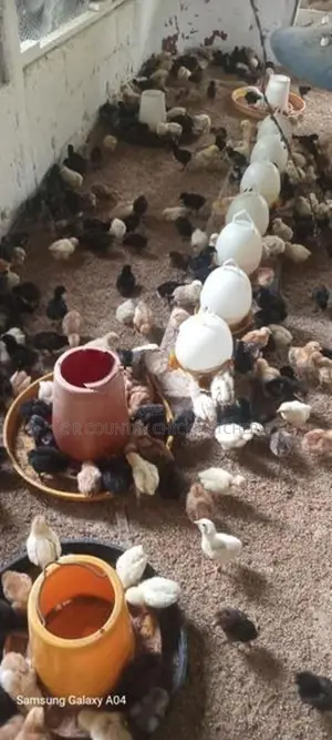Hybrid Country Chick