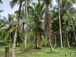 199 Perch Land for Sale in Minuwangoda Kalawana