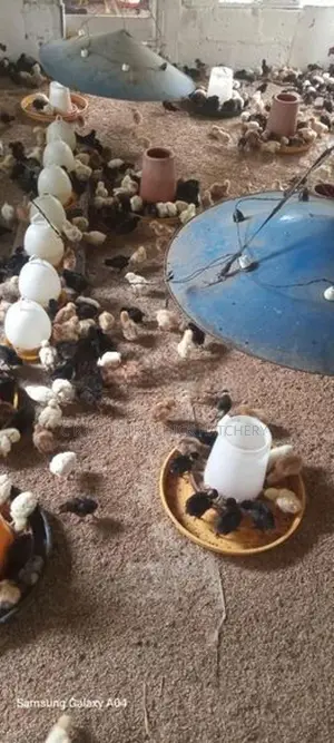 Hybrid Country Chick