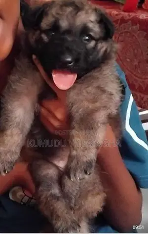 German Shepherd