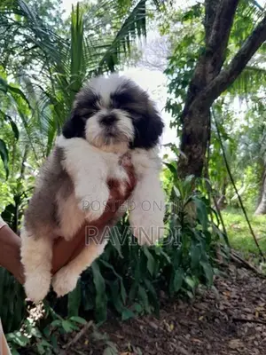 Shih Tzu Puppies