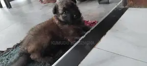 German Shepherd