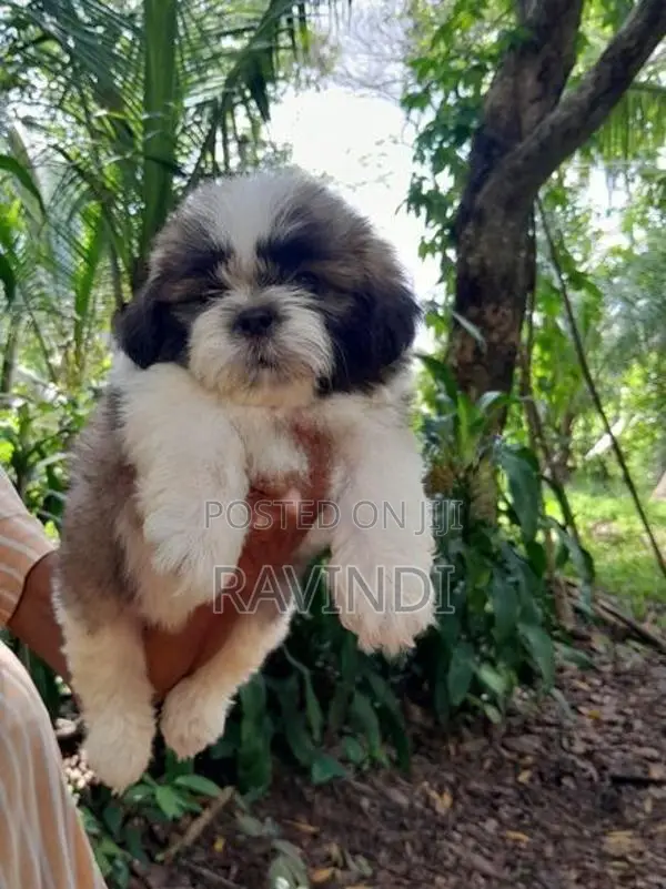 Shih Tzu Puppies