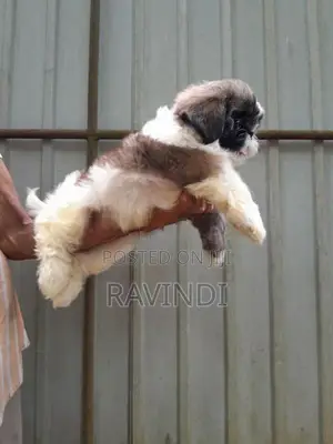 Shih Tzu Puppies
