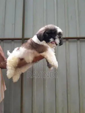Shih Tzu Puppies
